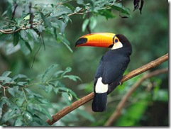 Toco Toucan